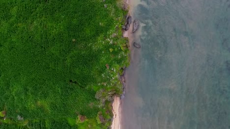 Aerial-view-above-corn-fields-and-sea-in-cloudy-Sumbawa---top-down,-drone-shot