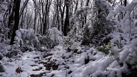 Tranquil-forest-with-leafless-trees-and-bushes-covered-in-white-snow-in-winter