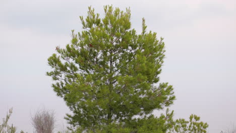 Steady-close-shot-of-a-vibrant-pine-tree