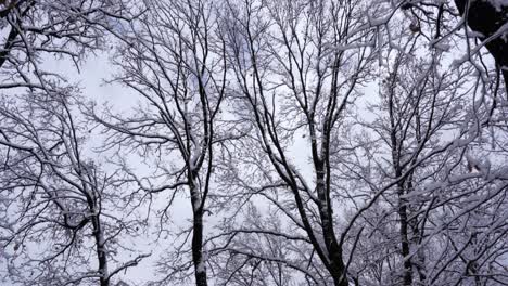 Walking-under-tree-branches-covered-in-white-snow-on-a-cold-winter-day