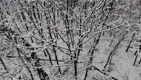 Weißer-Schnee,-Der-Bäume-Des-Mystischen-Waldes-Bedeckt,-Filmische-Winterlandschaft