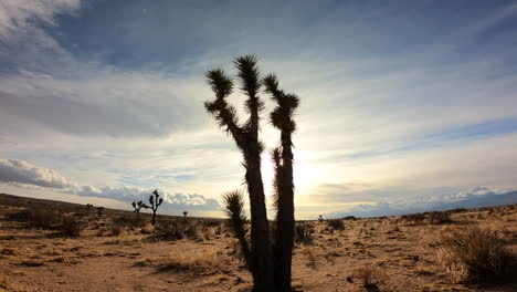 Dynamische-Wolkenformationen-Und-Ein-Goldener-Sonnenuntergang-über-Joshua-Bäumen-In-Der-Mojave-Wüstenlandschaft---Zeitraffer