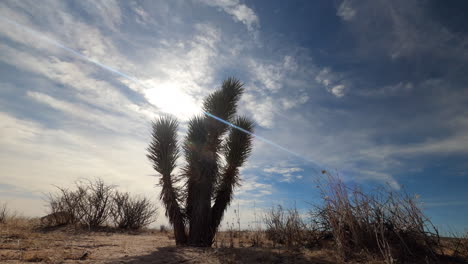 Die-Sonne-Geht-über-Der-Mojavewüste-Mit-Einem-Joshua-Tree-Im-Vordergrund-Auf---Den-Ganzen-Tag,-Lange-Zeitraffer