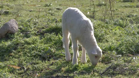 Süßes,-Flauschiges-Weißes-Lamm,-Das-Auf-Einem-Kleinen-Hügel-In-Sardinien,-Italien,-Spaziert-Und-Weidet