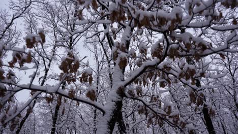 Beängstigender-Wald-In-Ruhe-Mit-Trockenen-Ästen,-Die-Mit-Weißem-Schnee-Bedeckt-Sind