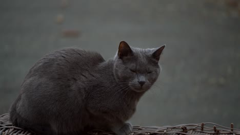 Graue-Katze,-Die-Auf-Einer-Bank-Auf-Einem-Dach-Sitzt-Und-Auf-Etwas-Wartet