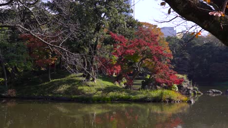 Schöner-Japanischer-Landschaftsgarten-Mit-Herbstlaub-Und-Teich-Tagsüber