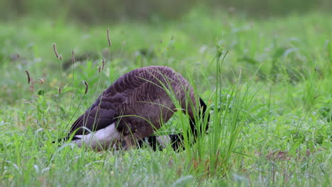 A-Canadian-goose-preening-its-feathers-in-the-dew-of-the-grass-in-the-early-morning