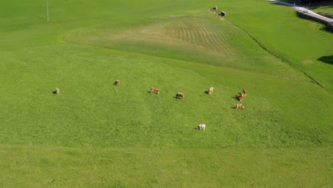 Cows-graze-on-green-farm-pasture-on-sunny-day