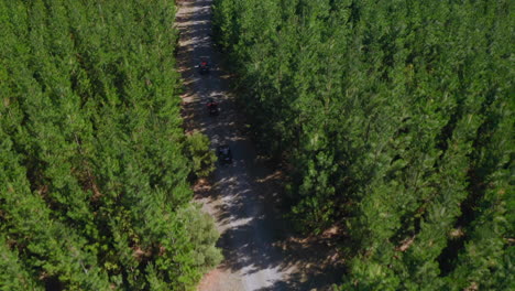 Aerial-drone-view-of-ATV-quads,-on-a-dirt-trail,-in-forests-of-south-Australia