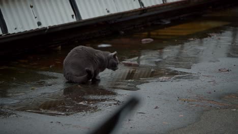 grey-cat-drinking-from-an-icy-puddle-on-a-roof