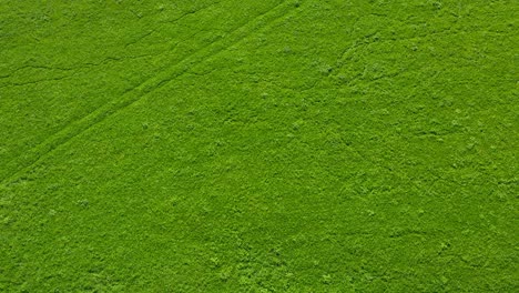 Drone-hover-shot-of-a-large-green-grass-field