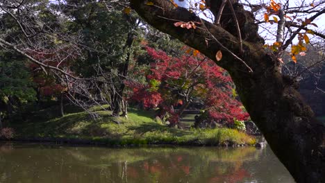 Slow-motion-slider-shot-inside-Japanese-landscape-garden-with-pond-during-fall