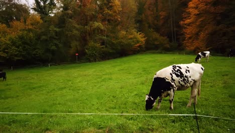 Kühe-Grasen-An-Einem-Schönen-Herbsttag,-Die-Blätter-Wechseln-Ihre-Farben