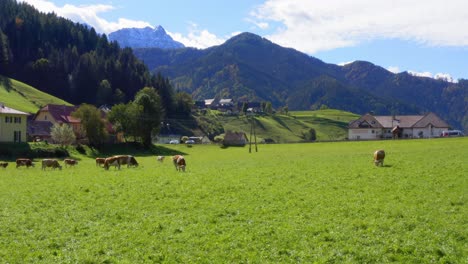 Cows-graze-on-farm-pasture