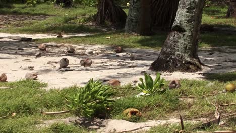 Coconuts-fallen-on-the-ground,-on-Fanning-Island