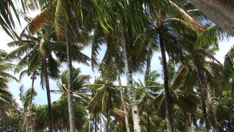 Palm-trees-on-Fanning-Island,-Kiribati