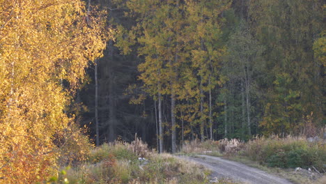Static-shot-of-narrow-gravel-countryside-road-by-colorful-autumn-trees