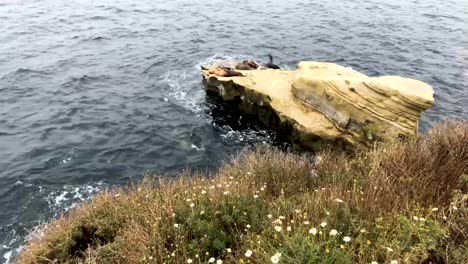 Sea-lions-rest-on-a-rock-in-La-Jolla,-CA