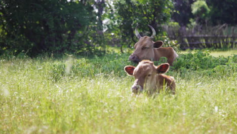 Untamed-wild-free-cows-resting-in-the-fields