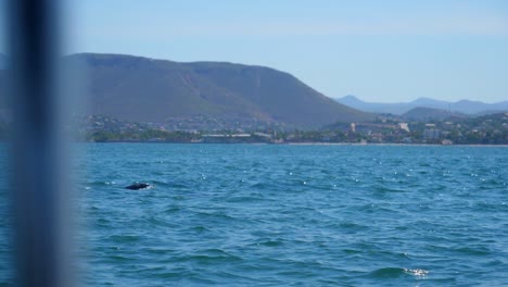Establishing-shot,-Scenic-view-of-dolphin-swimming-in-the-sea-of-Baja-Sur,-Mexico,-mountain-range-in-the-background