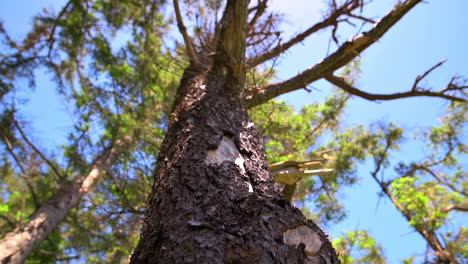 Trunk-Of-Old-Forest-Tree-With-Peeled-Off-Bark-Standing-Against-Blue-Summer-Sky---Panning-Down-Shot