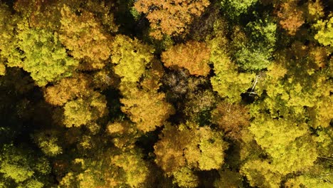 Top-Down-View-of-Colorful-Autumn-Forest