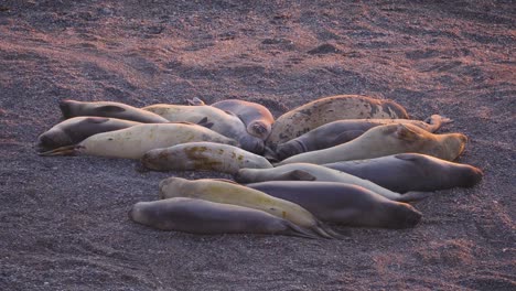 Group-of-Elephant-seals,-resting-on-a-beach-in-Patagonia,-during-sunrise---Mirounga-Leonina