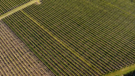 Aerial-shot-of-rows-of-green-vineyards-in-New-Zealand