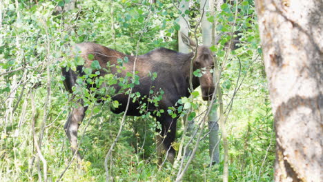 Female-Moose-without-Antlers-Eating-Leaves-off-of-Trees-and-Turning-Around-in-the-Woods-Surounded-by-Forest