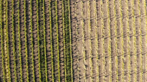 Aerial-overhead-ascending-shot-of-the-rows-of-a-vineyard