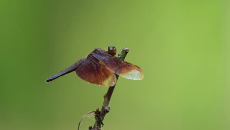 Grasshawk-Dragonfly,-Neurothemis-fluctuans