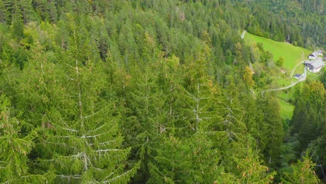 Luftaufnahme-über-Sattgrünen-Nadelbäumen-In-Schaidasatte,-Österreich