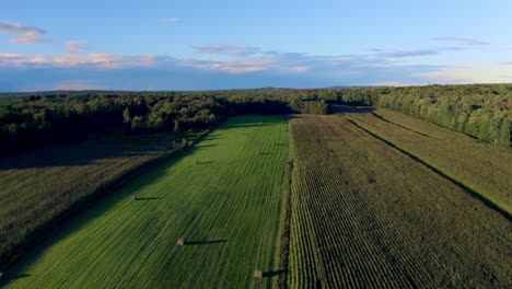 Drone-flying-over-a-wheat-field-at-sunset