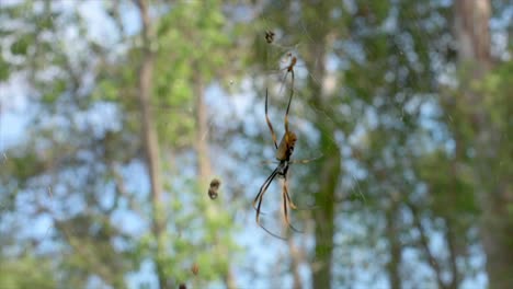 Araña-Orbe-Dorada-Australiana-Sentada-En-El-Centro-De-Su-Telaraña,-Con-Un-Diminuto-Macho