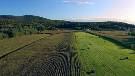 Aerial-shot-over-a-wheat-field-at-sunset-with-a-mountain-in-the-background