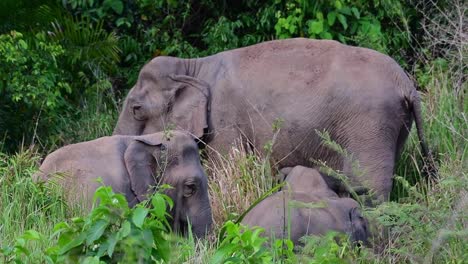 Elefante-Tailandés---Familia-De-Elefantes-Asiáticos-Descansando-Sobre-La-Hierba-En-El-Parque-Nacional-Khao-Yai-En-Hin-Tung,-Tailandia