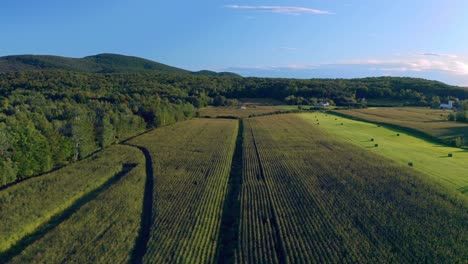 Drone-flying-over-a-wheat-field-under-a-bright-blue-sky-and-a-small-mountain