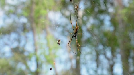 Female-Australian-Golden-Orb-Spider-sitting-centrally-in-its-web,-with-a-tiny-male