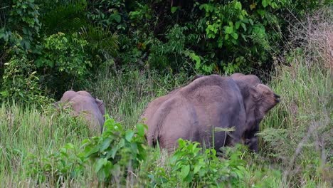 Elefantes-Pastando-Rodeados-De-Hierba-En-El-Parque-Nacional-Khao-Yai,-Tailandia