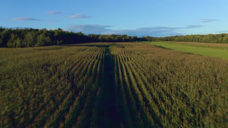 Drone-Volando-Sobre-Un-Campo-Agrícola-En-Una-Tarde-De-Verano