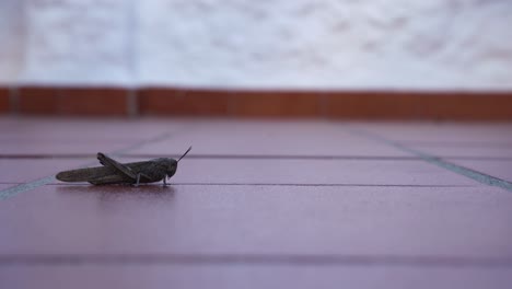 Grasshopper-Locust-being-released-from-a-red-box-onto-orange-tiles
