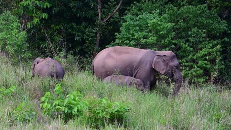 Familia-De-Elefantes-Alimentándose-En-El-Desierto-Del-Parque-Nacional-Khao-Yai-En-Hin-Tung,-Tailandia
