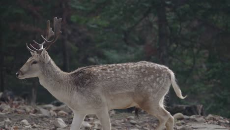 Spotted-Deer---Chital-Deer-Walking-In-Parc-Omega---Safari-Park-In-Quebec,-Canada