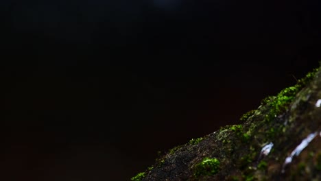 Plumbeous-Water-Redstart,-Rußiger-Phoenicurus