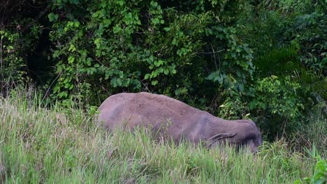 Elefante-Asiático-Adulto-Descansando-Detrás-Del-Arbusto-En-El-Parque-Nacional-Khao-Yai,-Tailandia---Tiro-Medio,-Cámara-Lenta