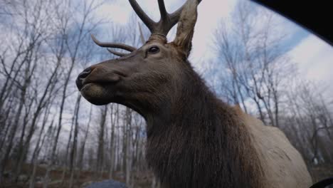 Hand-Feeding-An-Elk-With-Carrot-At-Parc-Omega---Safari-Park-In-Quebec,-Canada---low-angle,-slow-motion