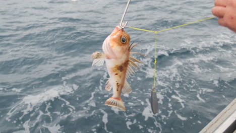Fisherman-catching-small-species-orange-fish-in-Australian-ocean-and-let-him-survive