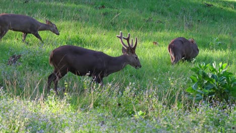 Indian-Hog-Deer,-Hyelaphus-porcinus