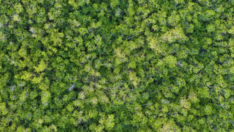 Slow-Aerial-Flight-Over-Dense-Green-Rainforest-Landscape